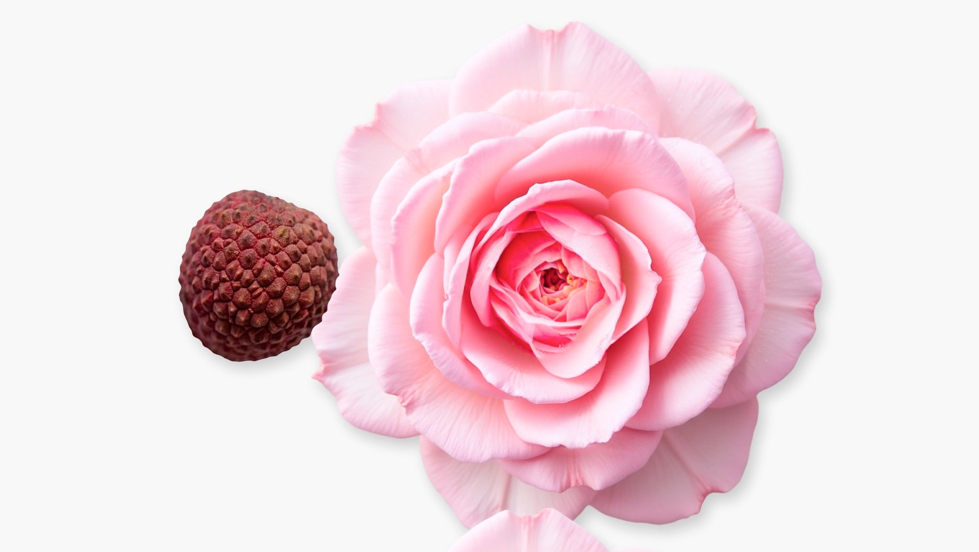 Delina デリーナ オードパルファム 75ml Delina Limited Edition 75ml – Cos Bar