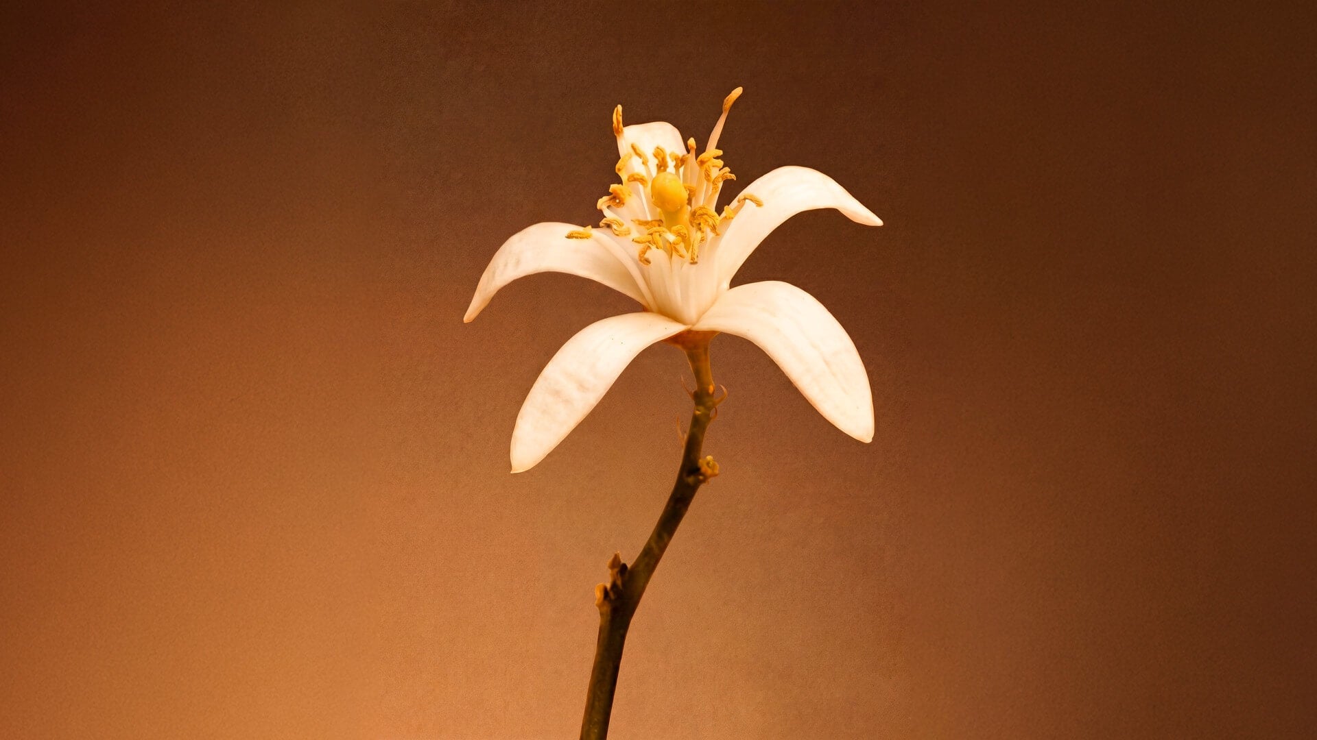 Orange flower, heart note of Althair Exclusif